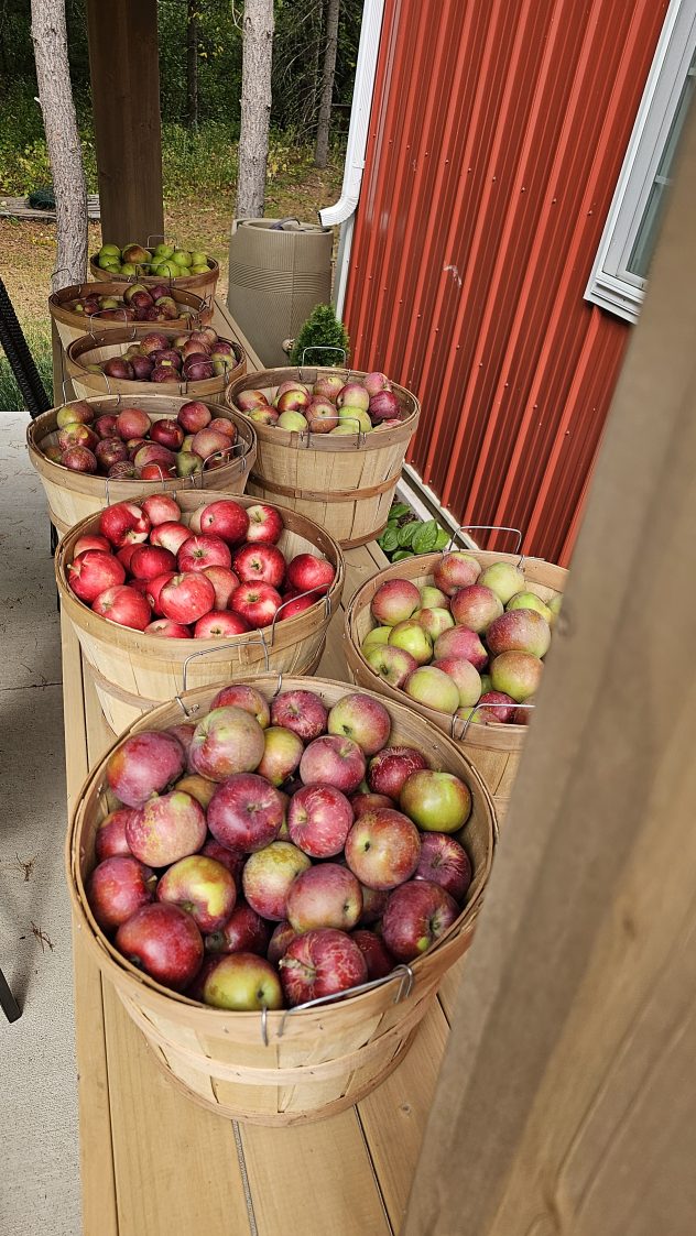 Lots of apples ready for pressing. Lots of apples ready fro pressing.