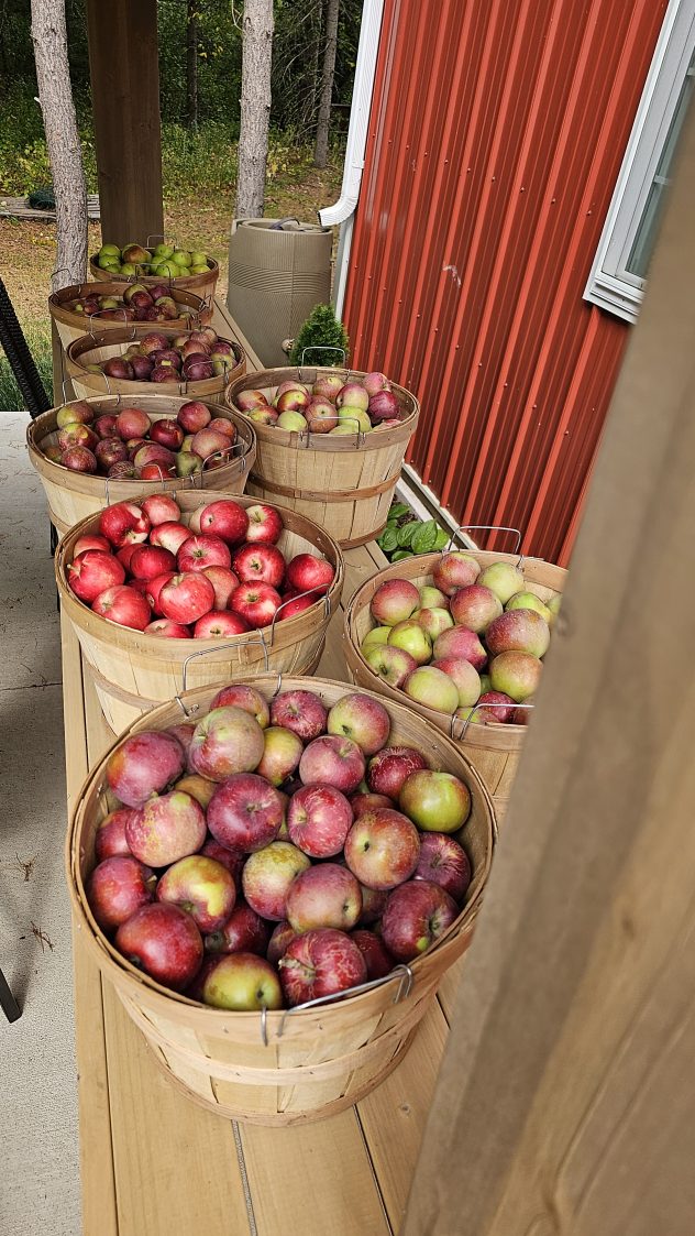 Lots of apples ready fro pressing.